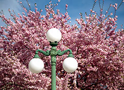 Lampost with a tree behind it. Link to Life Stage Gift Planner Under Age 60 Situations.